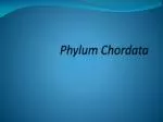 Phylum Chordata - slide 1