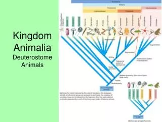 Kingdom Animalia Deuterostome Animals