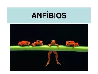 anf bios