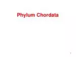 Phylum Chordata - slide 1