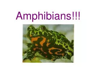 Amphibians!!!