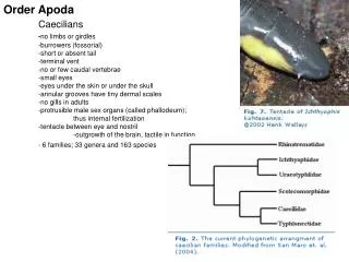Order Apoda Caecilians - no limbs or girdles 	-burrowers (fossorial) 	-short or absent tail