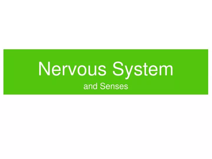 nervous system