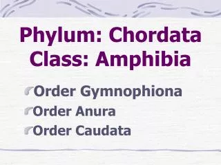 Phylum: Chordata Class: Amphibia