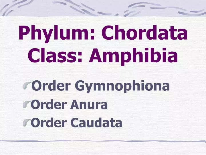 phylum chordata class amphibia