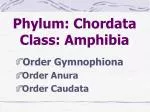 Phylum: Chordata Class: Amphibia - slide 1