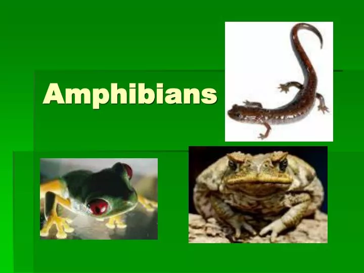 amphibians