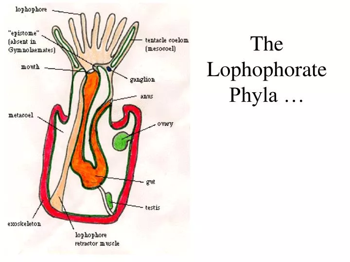the lophophorate phyla