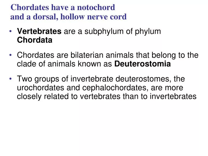 chordates have a notochord and a dorsal hollow nerve cord