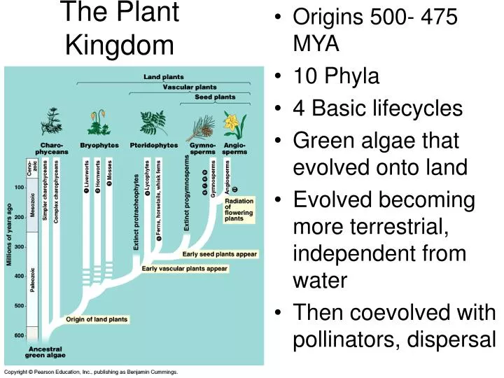 the plant kingdom