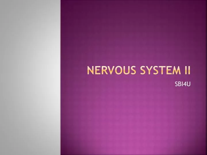 nervous system ii