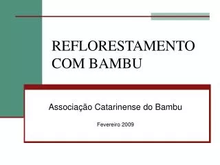 reflorestamento com bambu