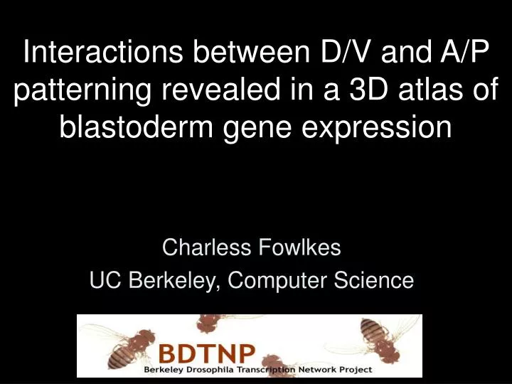interactions between d v and a p patterning revealed in a 3d atlas of blastoderm gene expression