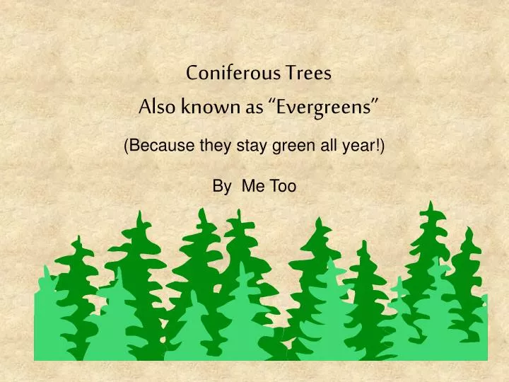 coniferous trees also known as evergreens