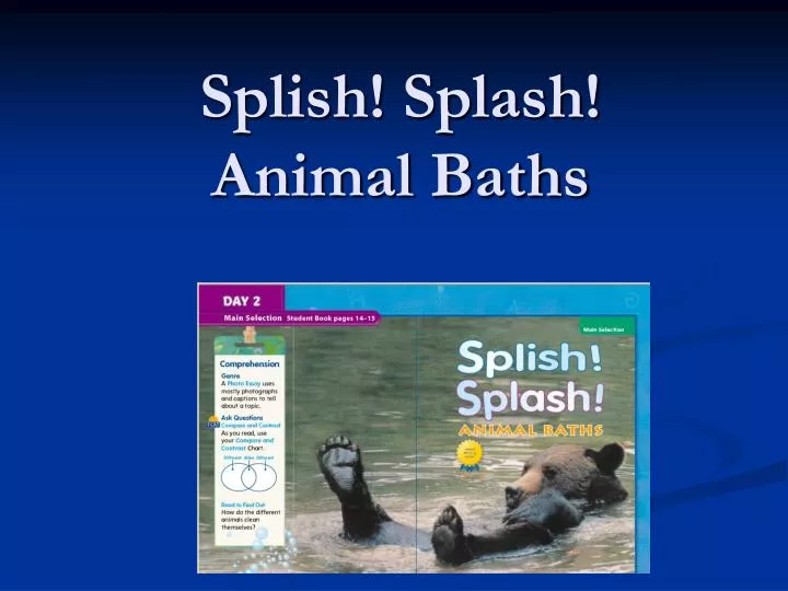 splish splash animal baths