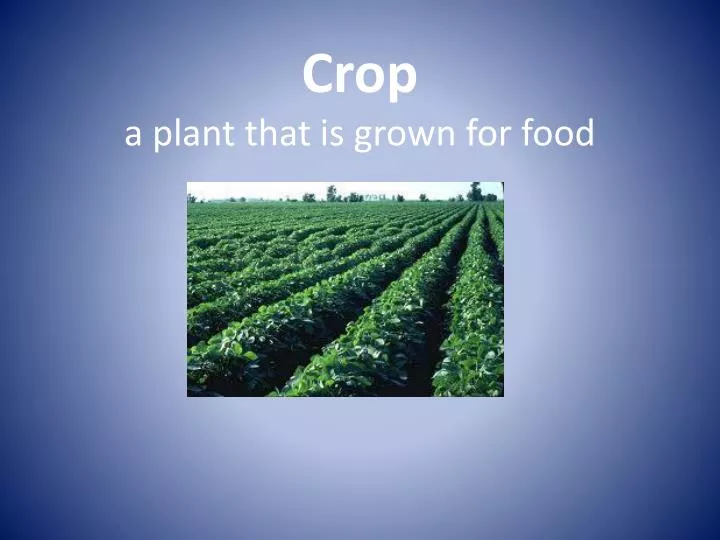 crop a plant that is grown for food