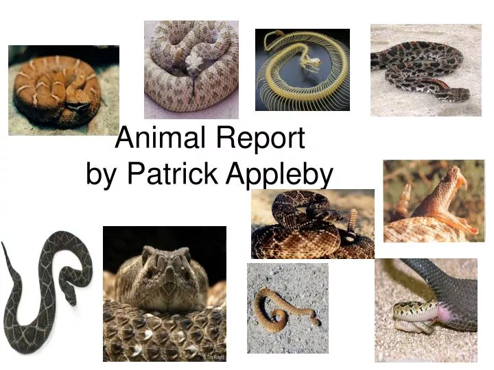animal report by patrick appleby