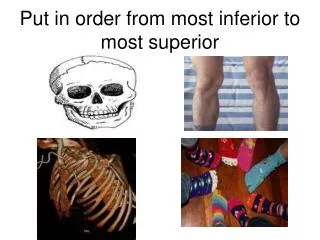 Put in order from most inferior to most superior