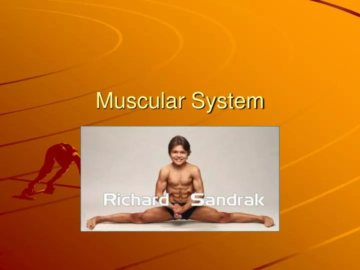 muscular system