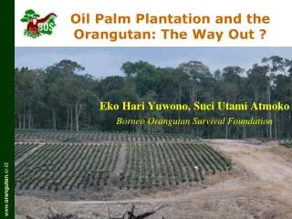 Oil Palm Plantation and the Orangutan: The Way Out ?