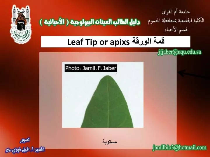 leaf tip or apixs