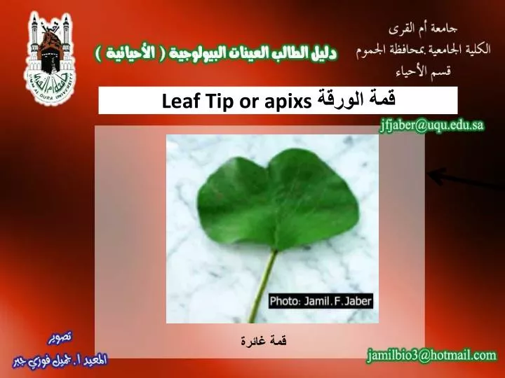 leaf tip or apixs