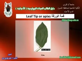 leaf tip or apixs