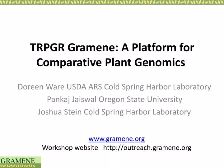 trpgr gramene a platform for comparative plant genomics