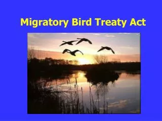 Migratory Bird Treaty Act