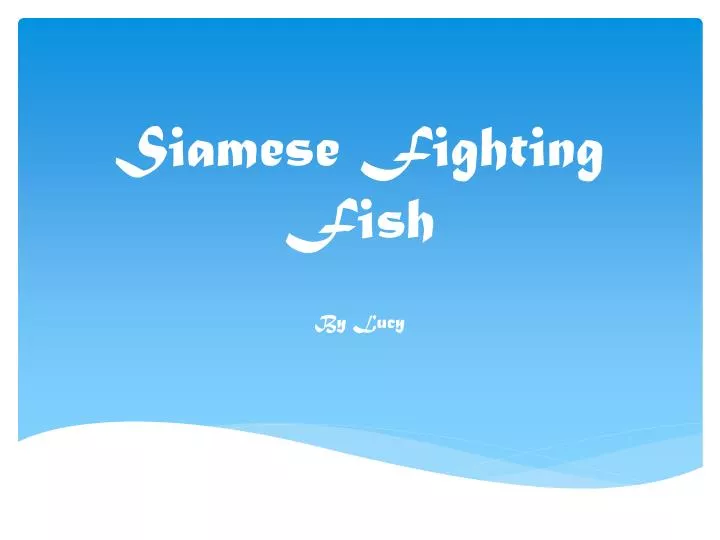 siamese fighting fish