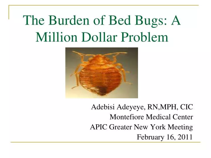 the burden of bed bugs a million dollar problem