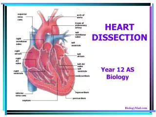 HEART DISSECTION