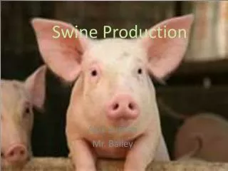 Swine Production