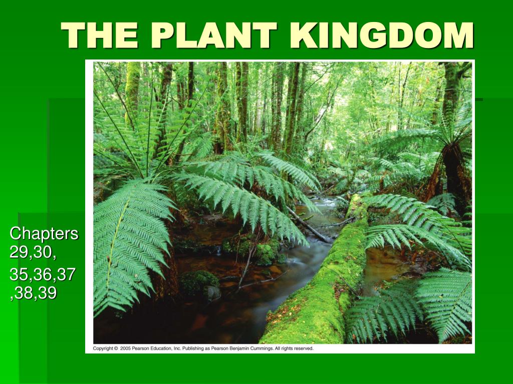 PPT - THE PLANT KINGDOM PowerPoint Presentation, free download - ID:5427908