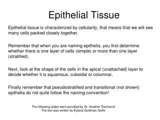 epithelial tissue