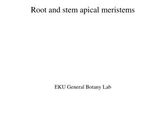 Root and stem apical meristems