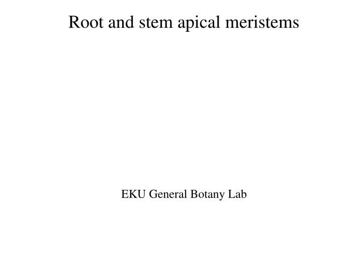 root and stem apical meristems
