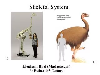 Skeletal System