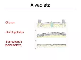 Alveolata