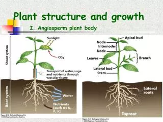 Plant structure and growth