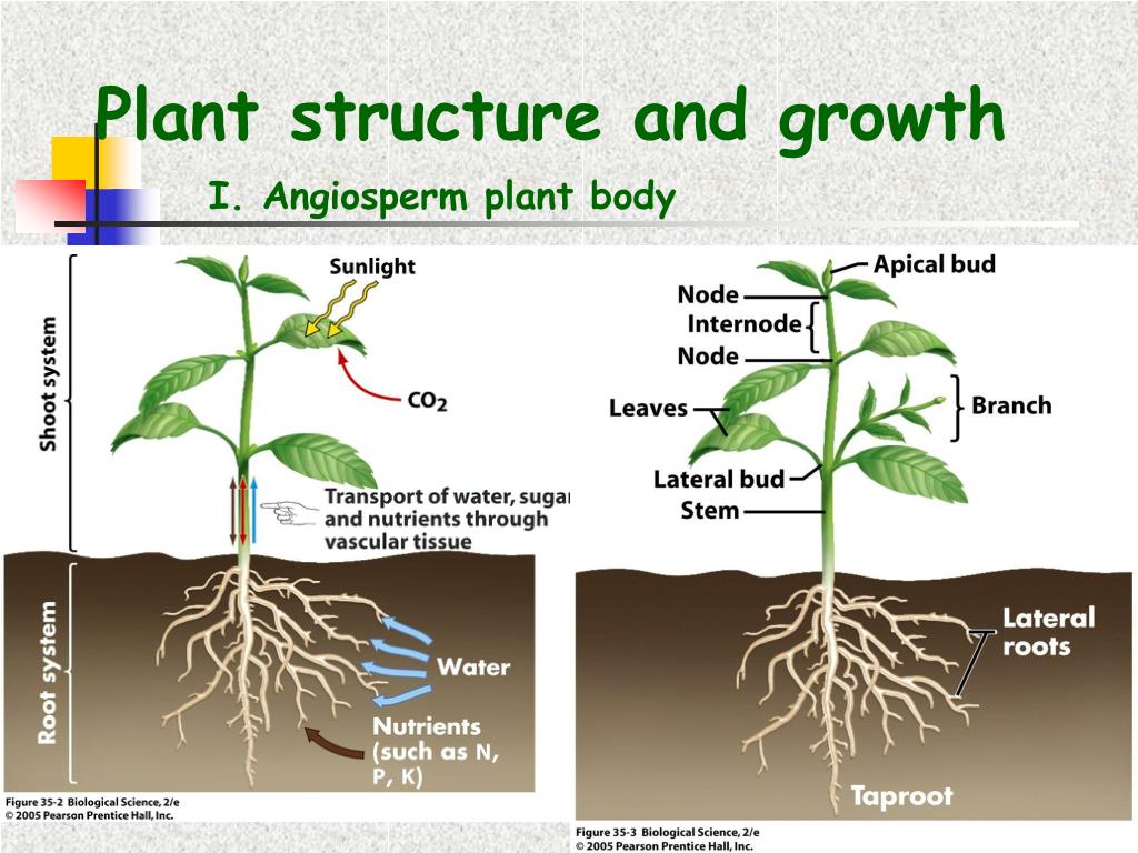 PPT - Plant structure and growth PowerPoint Presentation, free download ...