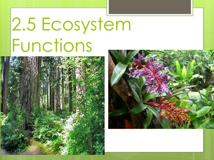2 5 ecosystem functions