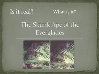The Skunk Ape of the Everglades