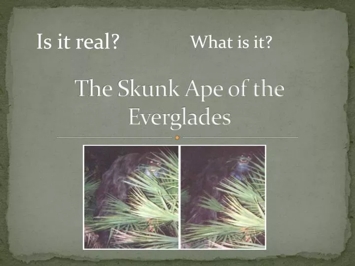 the skunk ape of the everglades