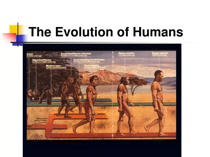 the evolution of humans