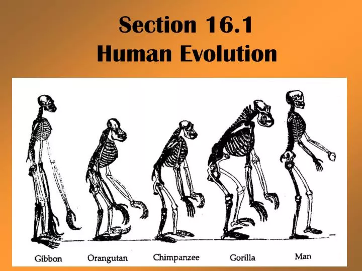 section 16 1 human evolution