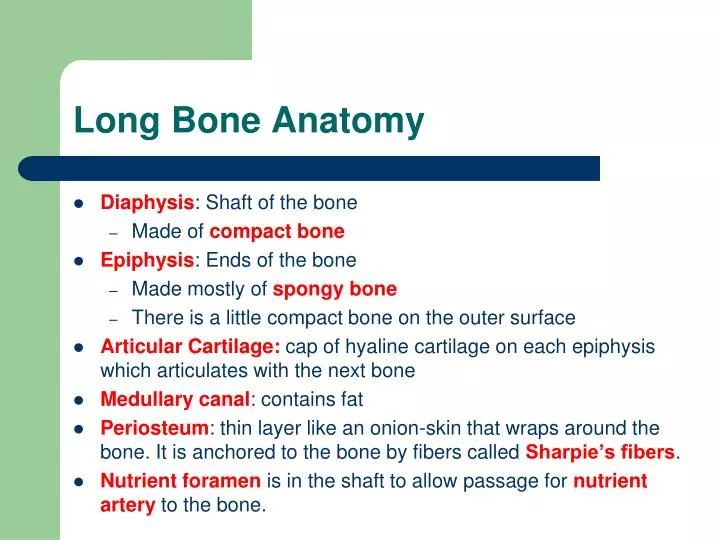 long bone anatomy