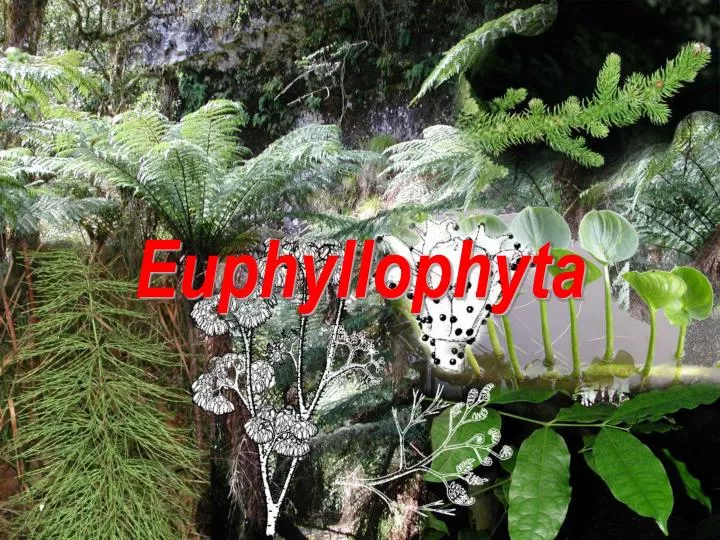 euphyllophyta