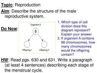 Topic : Reproduction Aim : Describe the structure of the male reproductive system. Do Now :