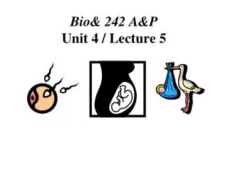 Bio&amp; 242 A&amp;P Unit 4 / Lecture 5